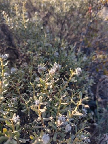 Baccharis linearis