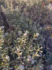 Baccharis linearis