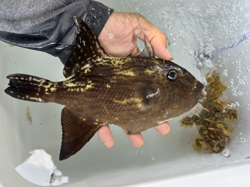Largescale triggerfish (Canthidermis macrolepis) — Balistidae — 2