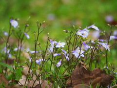 Mazus fauriei, photograph author not stated, no rights reserved