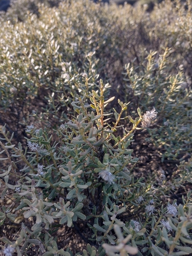 Baccharis linearis, photograph 2