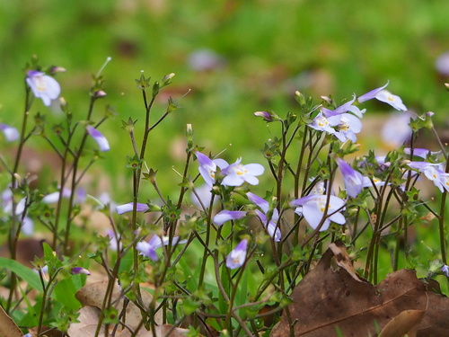 Mazus fauriei, photograph 3