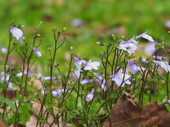 Mazus fauriei, photograph author not stated, no rights reserved