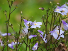 Mazus fauriei, photograph author not stated, no rights reserved