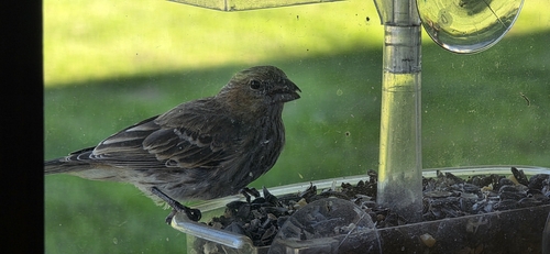 House Finch
