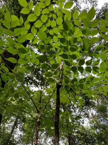 Araliaceae image