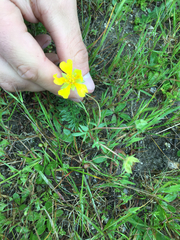 Potentilla hickmanii