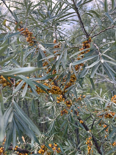 Sea-buckthorn