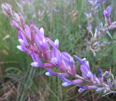 Astragalus varius