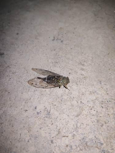 Autumn Cicada