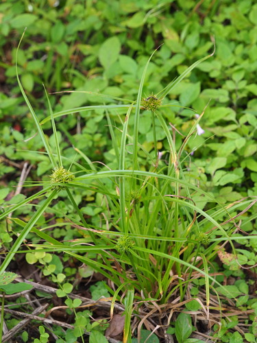 Cyperus cyperoides, photograph 2