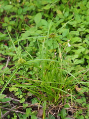 Cyperus cyperoides, photograph author not stated, no rights reserved