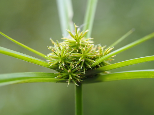Cyperus cyperoides, photograph 3