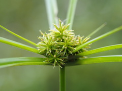 Cyperus cyperoides, photograph author not stated, no rights reserved