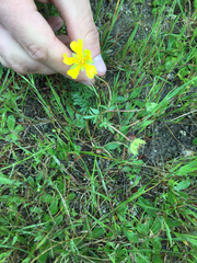 Potentilla hickmanii