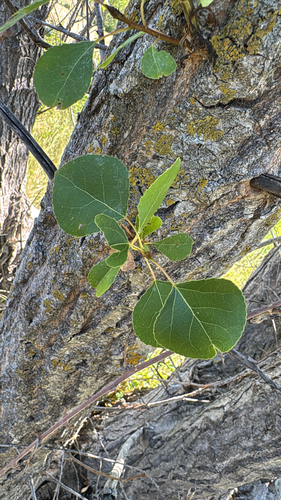 Black Poplar