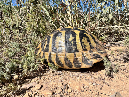 Hermann's Tortoise