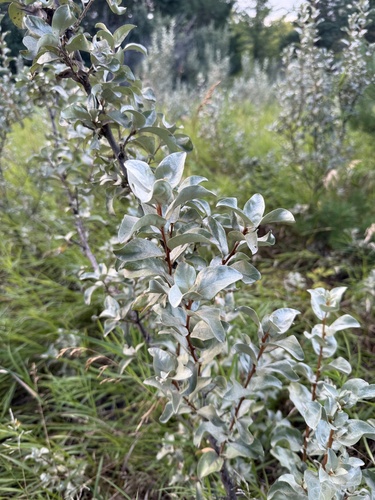 Silverberry