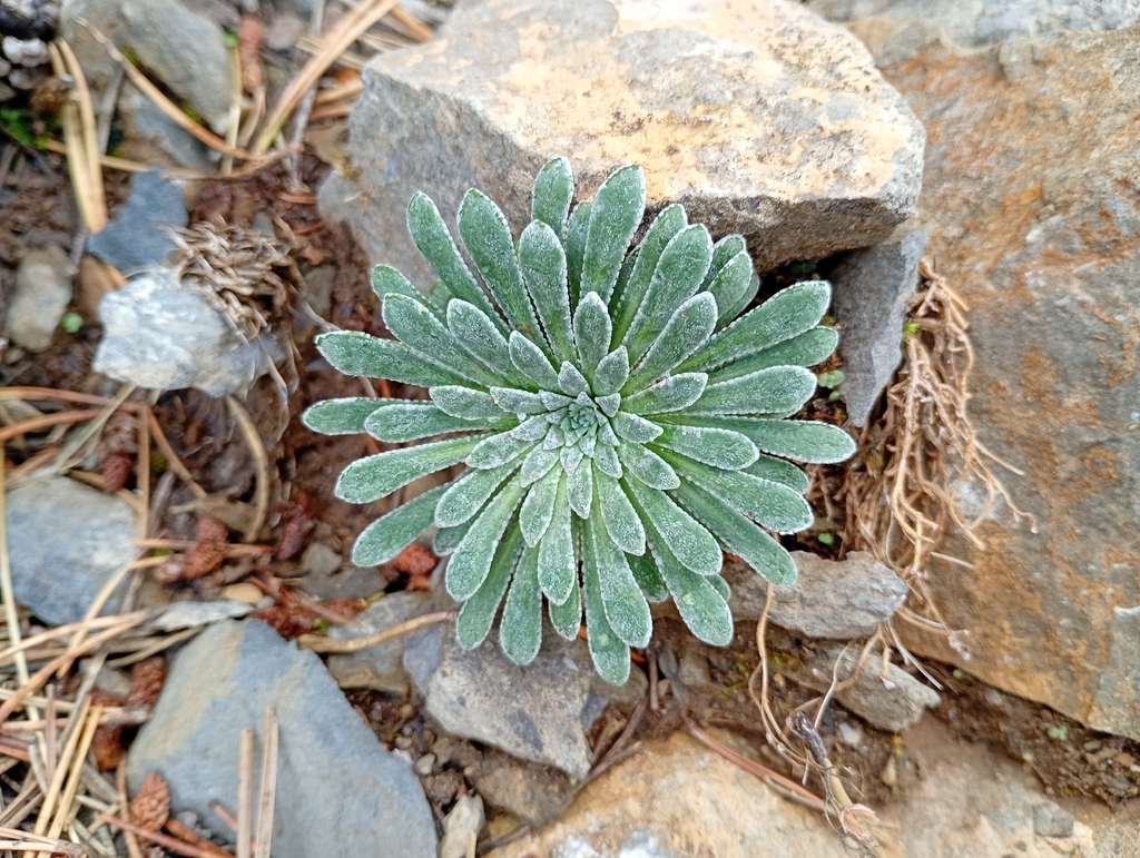 Saxifraga longifolia; photograph author not stated, no rights reserved