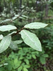 Elaeagnaceae