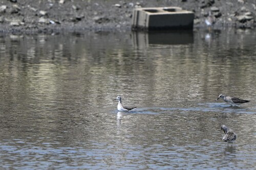 Wilson's Phalarope