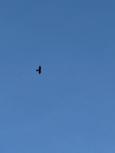 Mississippi Kite