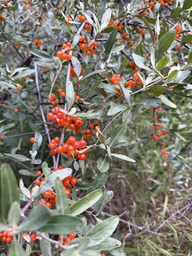 silver buffaloberry