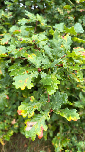 English oak
