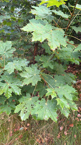 Norway maple