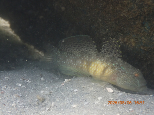 Puntang Goby
