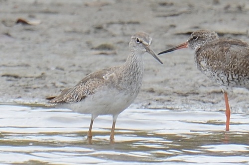 Common Redshank