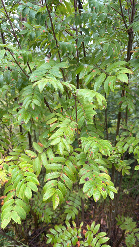 European mountain ash