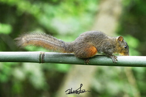 Red-hipped Squirrel