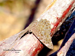 Hamadryas atlantis lelaps