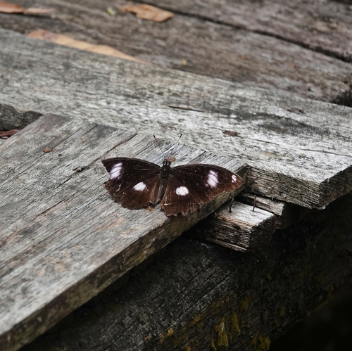 Hypolimnas bolina