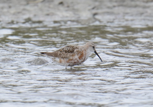 Curlew Sandpiper