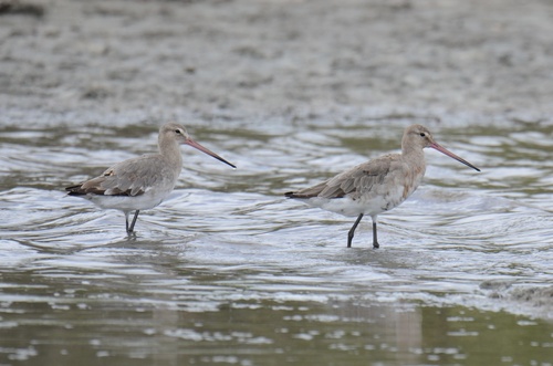 Black-tailed Godwit
