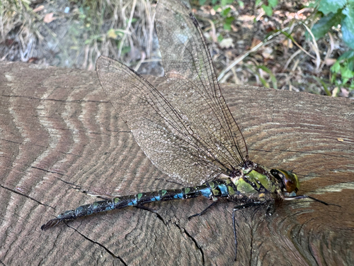 Southern Hawker