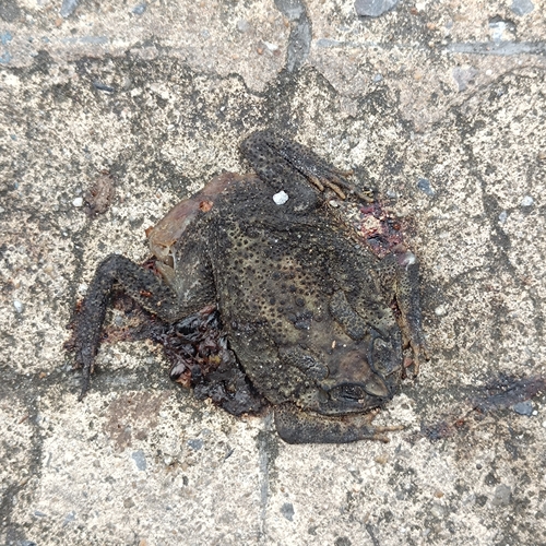 Asian Common Toad