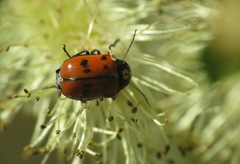 Cryptocephalus octopunctatus