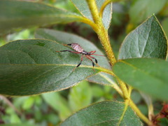 Acanthocephala declivis