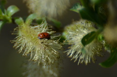 Cryptocephalus octopunctatus
