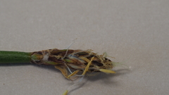 Eleocharis macrostachya