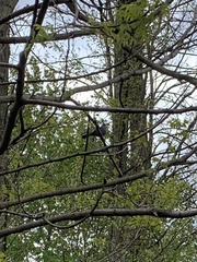 Dumetella carolinensis