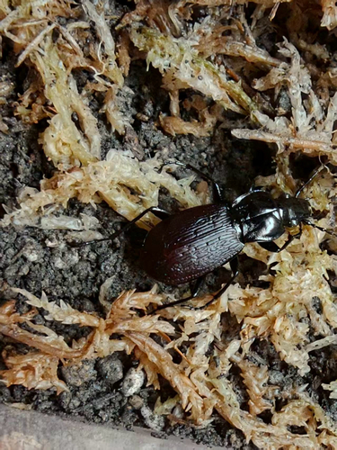Pterostichus interruptus