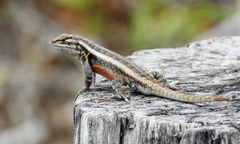 Sceloporus teapensis