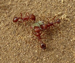 Pogonomyrmex californicus