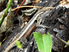 Sceloporus teapensis