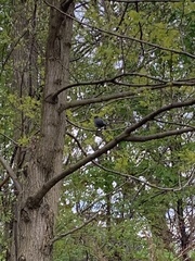 Dumetella carolinensis