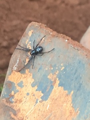 Steatoda diamantina